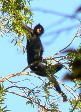 Spider monkey in the Manu National Park