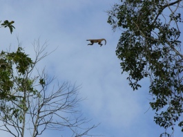 Flying Capuchin in the Manu National Park