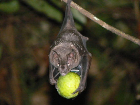 Phyllostomid bat