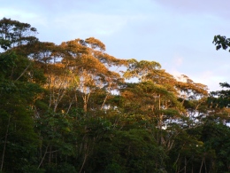 Lower Urubamba Forest